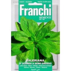 MACHE - VALERIANA OLANDA