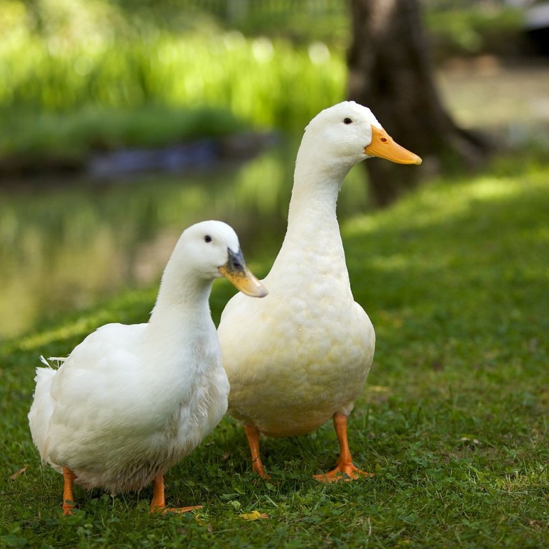 aliment canard