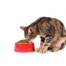le chat crousty