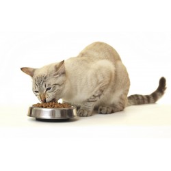 Crousty chat adulte 5 kg