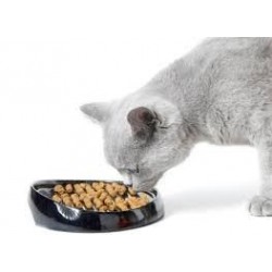 les meilleurs croquette chat