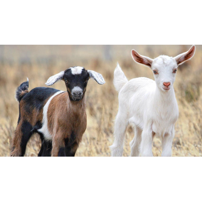 Aliment : Mouton - Chèvre - Cervidé