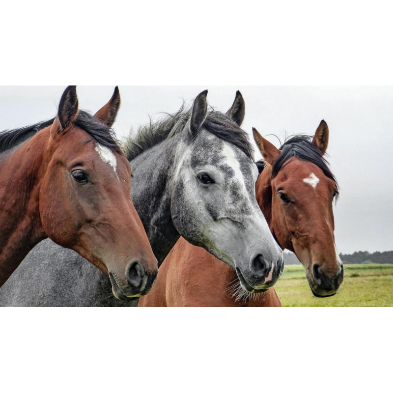 Page des aliments pour chevaux