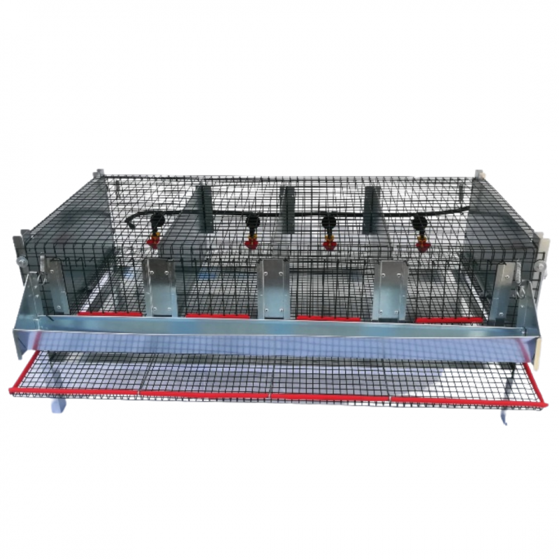 Laying quail cage