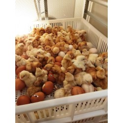 naissance des poussins dans la couveuse