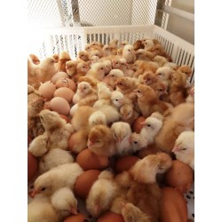 100 % des poussins sont nés dans la couveuse