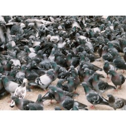 fléau le nombre de pigeons, la solution est d'utiliser notre piège