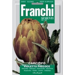 Artichaut - Carciofo violetto