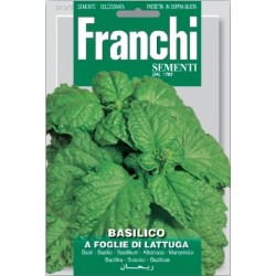 Basilic - basilico a foglie...