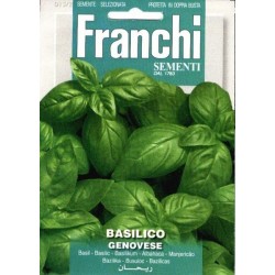 Basilic-Basilico italiano...