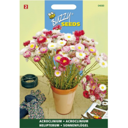 Acroclineum Roseum dbl varié