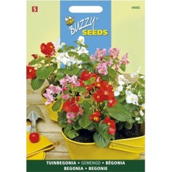 Begonia semperflorens varié