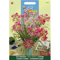 Cleome spinosa rose queen rose