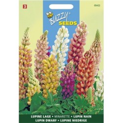 Lupin pixie delight nain varié