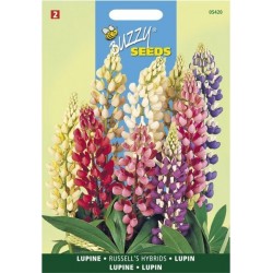 Lupine Russels Hybrids