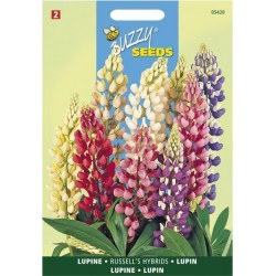 Lupin hybride de Russell varié