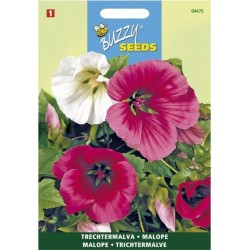 Malope à grandes fleurs variés