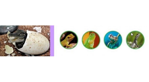 Incubator Fiem reptile