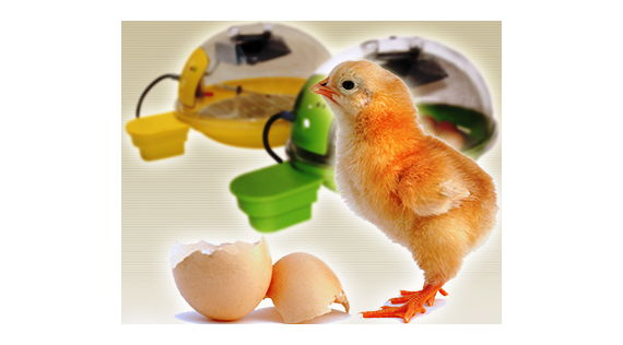 Couveuse familiale pour une incubation parfaite