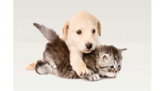 Nourriture Chien et Chats