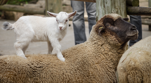 Mouton  Chèvre