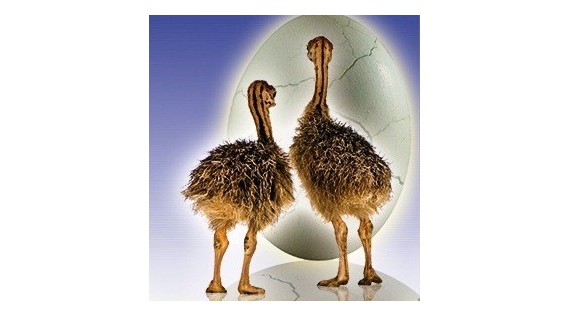 FIEM Ostrich Incubators 
