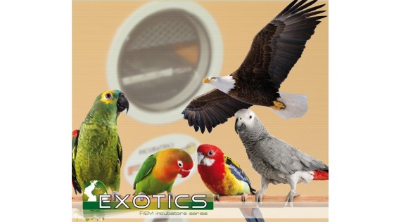 Couveuse Fiem  pour exotique