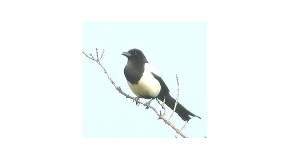 Pièges :  Pies - Corbeaux - Pigeons - Oiseaux