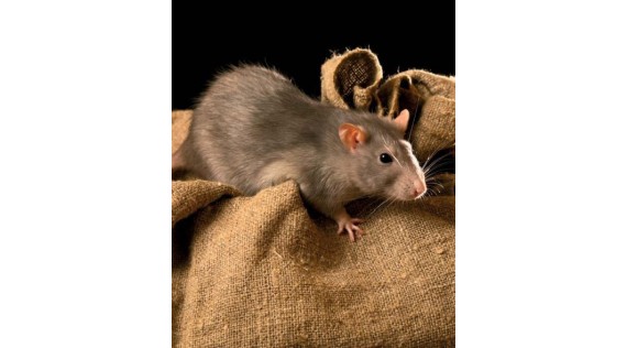 Ratten, muizen, kleine knagers