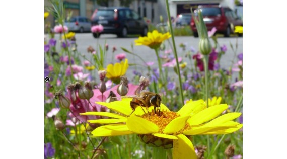 Insecticides - Insectes volants 