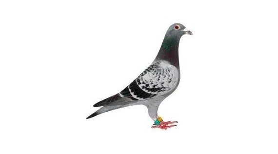 Pigeon - Colombophilie