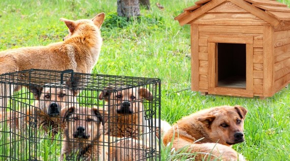 Chenil pour chien - Panneaux de chenil - Nourritures