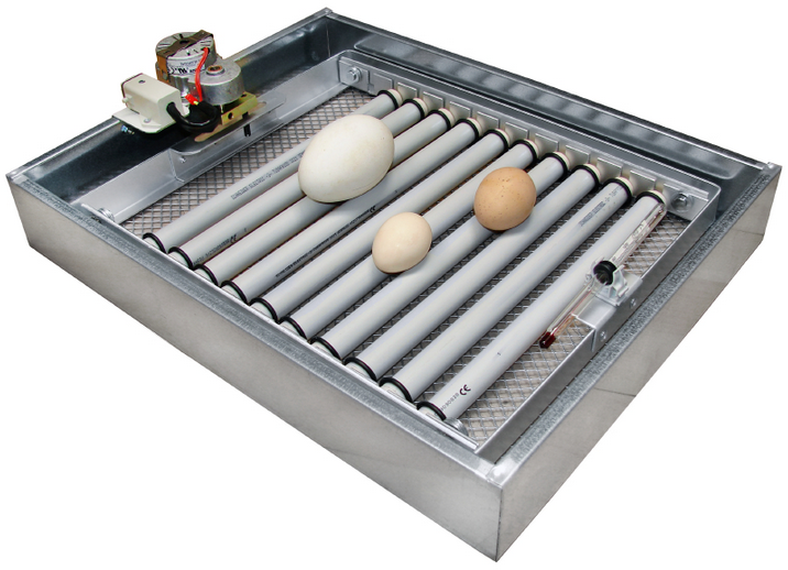incubator bird
