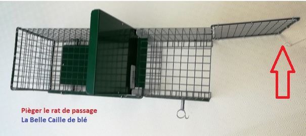 piège pour rats de passage