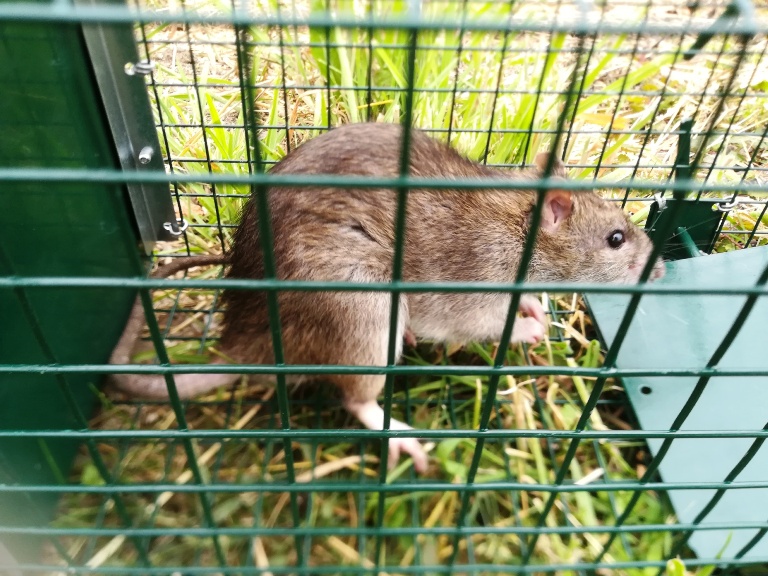 le rat est pris au piège