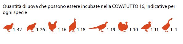 couveuse nombre d'oeufs