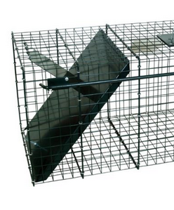 piège raton laveur