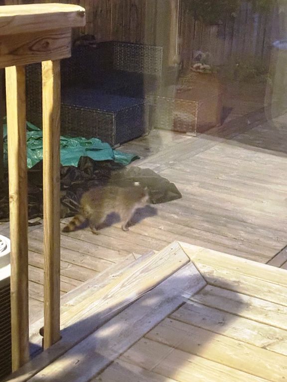 les ravages du raton laveur